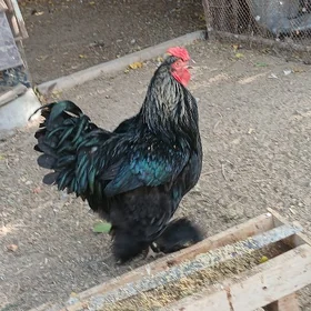 Brama horaz