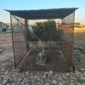 Towuk ketek