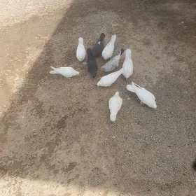 kepderi