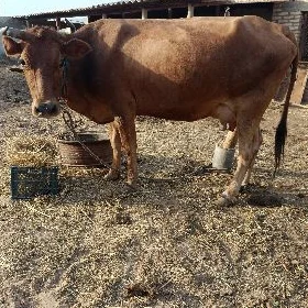 göleli sygyr
