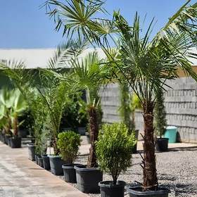 Palma Trakikarpus