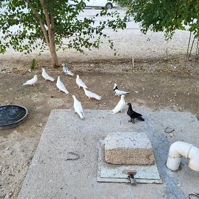 kepderi