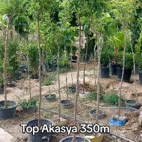 Akasya