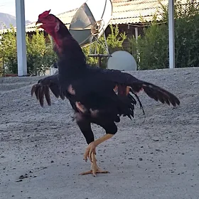 Horaz