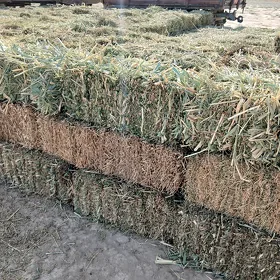 ÝORUNJA BEDE
