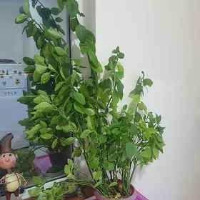 цветы