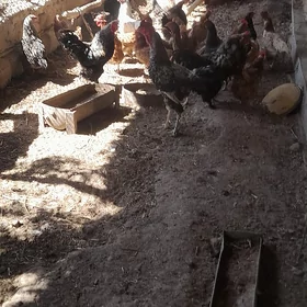horaz