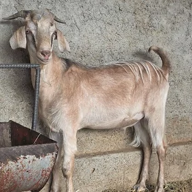 Turk teke