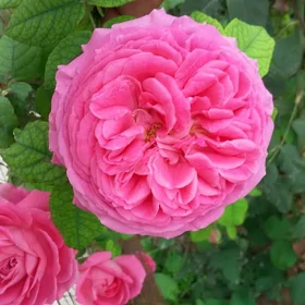 roza bagul роза