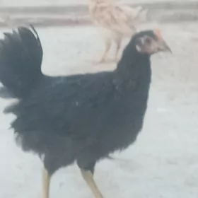 arassa türkmen jüje.