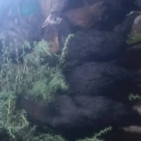 arassa türkmen jüje