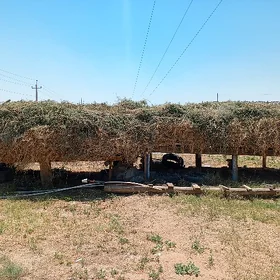 arassa yorunjo