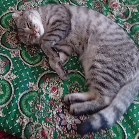 kot