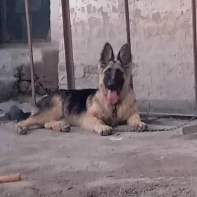 Hakyky awçarka.