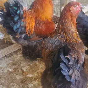 brama yumurtga