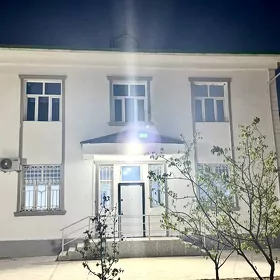 Taze zaman kotej