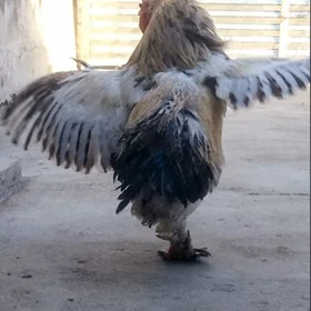Balgar Brama Horaz