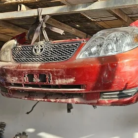 Haliji corolla kelte mordasy