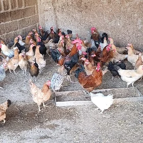 towuklar