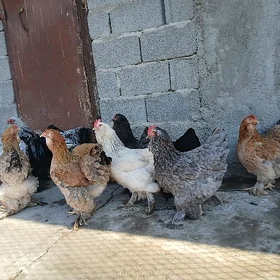 brama