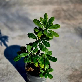 Pittosporum weşni zelyony