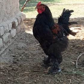 Brama horaz