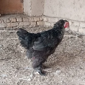 brama towuk