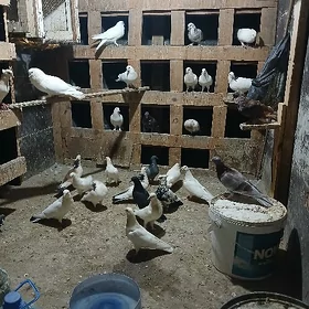 kepderi