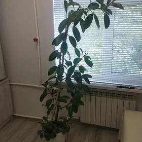 фикус 2метра
