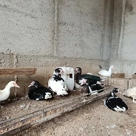 İndutka