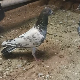 kepderi