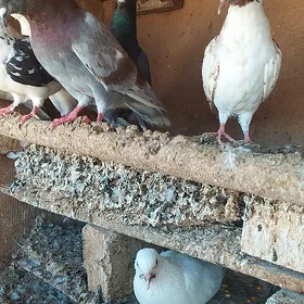 kepderi