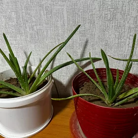 Aloe (алоэ)
