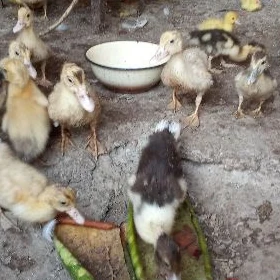 Ýaşylbaş kiçisi ördek