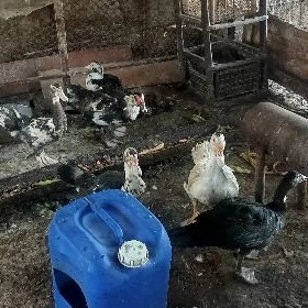 Ýaşylbaş uly erkek ördek