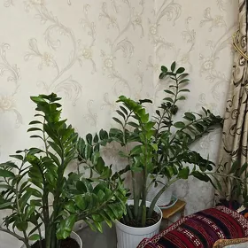 Gül