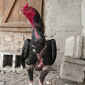 Horaz