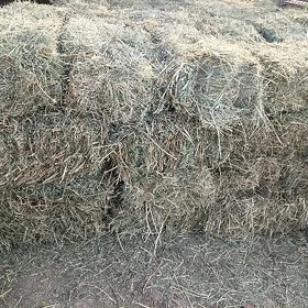 yorunja bede