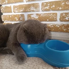 шотландский фолд