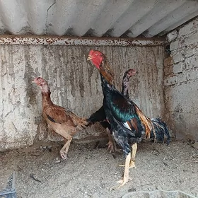 karey horaz