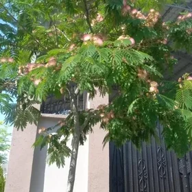 Kanada palmasy 🌴
