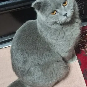 ПРОПАЛ КОТ🥲😿