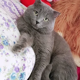 BRTNİSKi GİGNT PARODA KOT