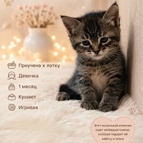 котёнок