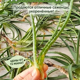 🪴 Домашние цветы от Ирины 🪴