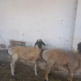 Koyun Koçkar