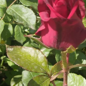 Роза 🌹