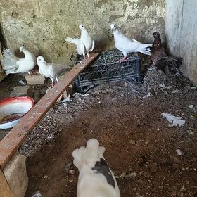 kepderi