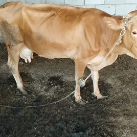 bogaz sygyr