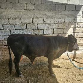 Öküz